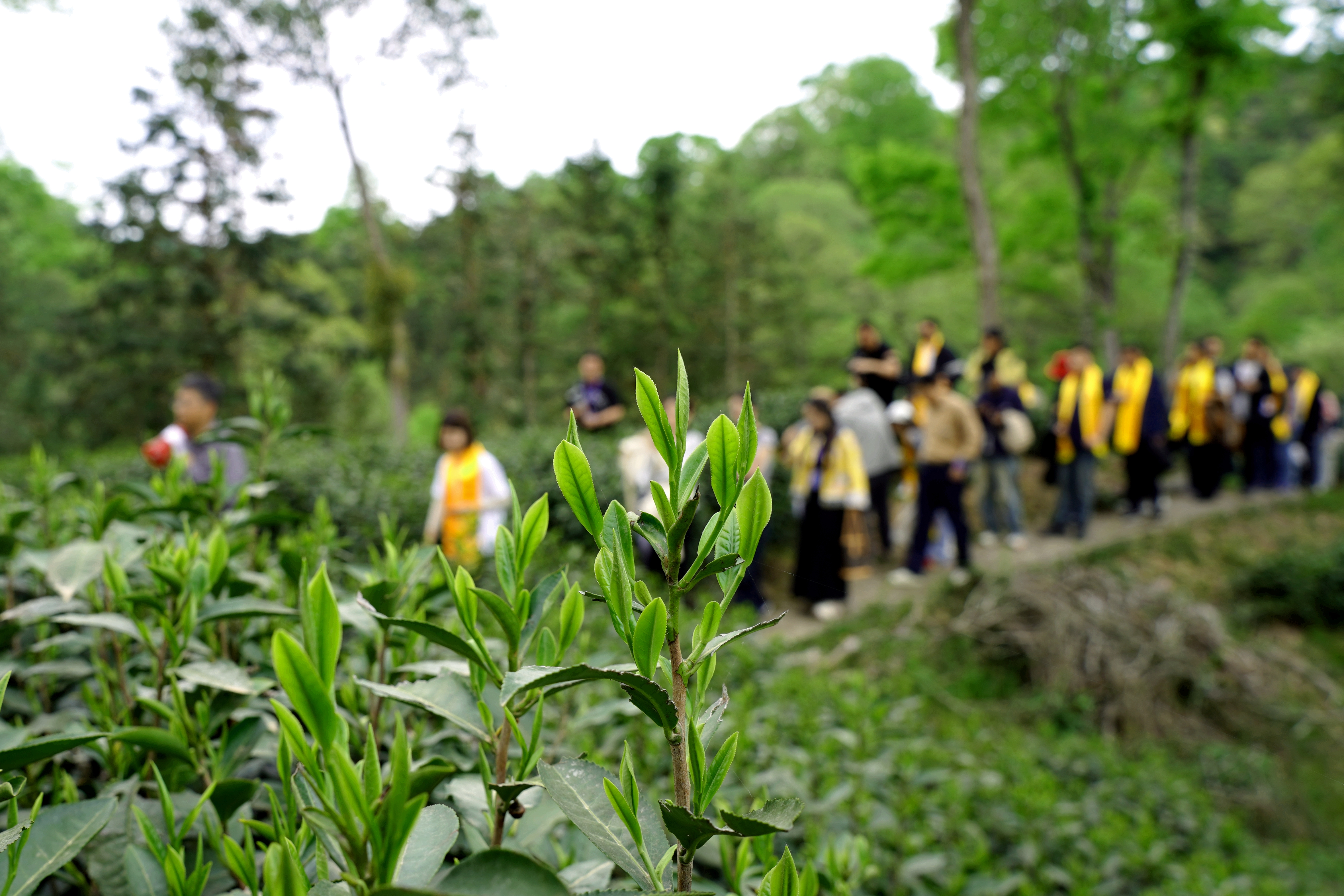跟著嘉賓游開(kāi)園：采猴魁、訪(fǎng)茶史、品春鮮